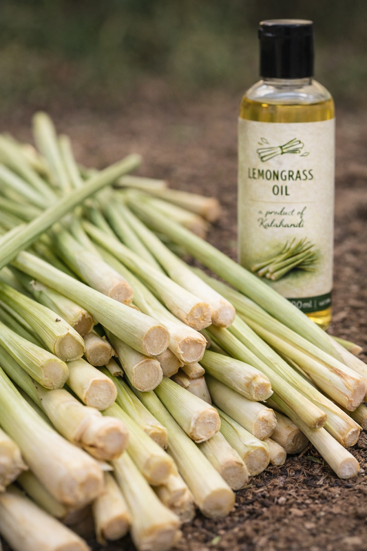 Bottle of lemongrass oil with fresh lemongrass stalks on a dark background