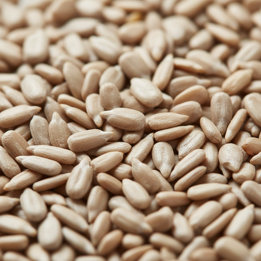 Sunflower Seed Kernels Close-up