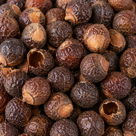 Reetha (Sapindus Mukorossi) – from Bhubaneswar, Odisha