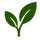 Green icon of a leaf on a white background