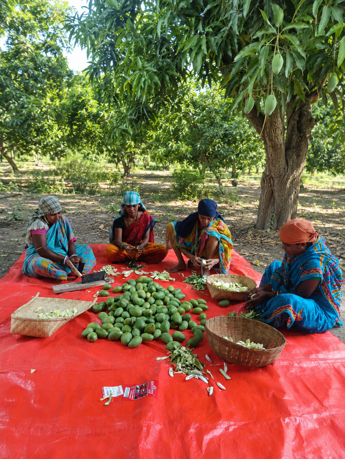 Handpicked Mangoes