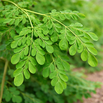 Close-up of green leaves with a blurred natural background