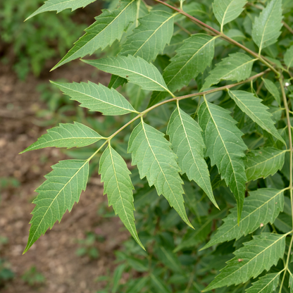 Close-up of green leaves on a branch with a blurred natural background