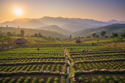 Kandhamal Spice Fields - Slot 3 Alternative