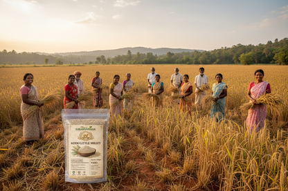 Kodo Millet Farmers Field Odisha