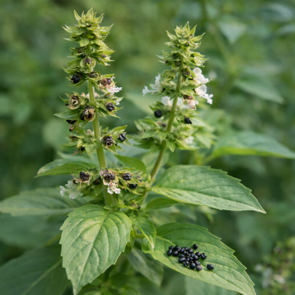 Basil plant with flowers and seeds on a green background