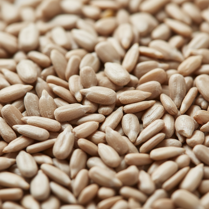 Sunflower Seed Kernels Close-up